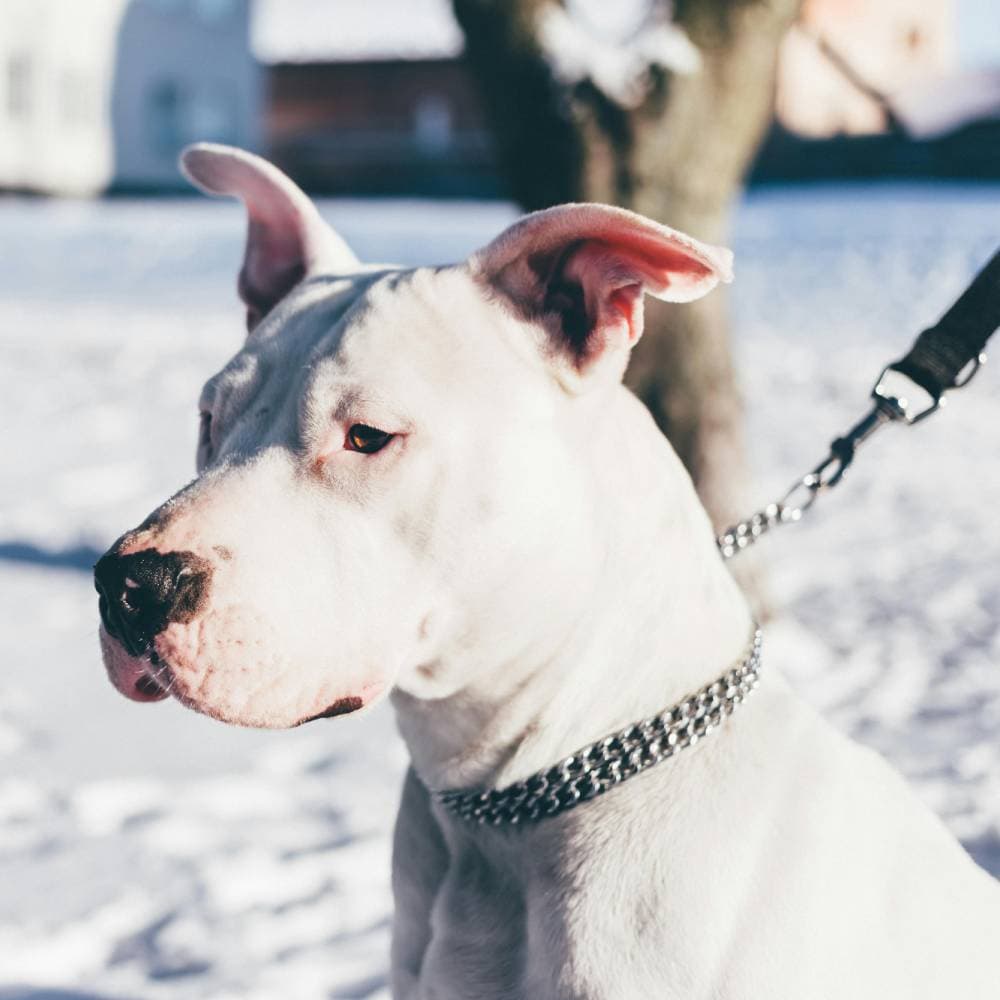 Dogue Argentino