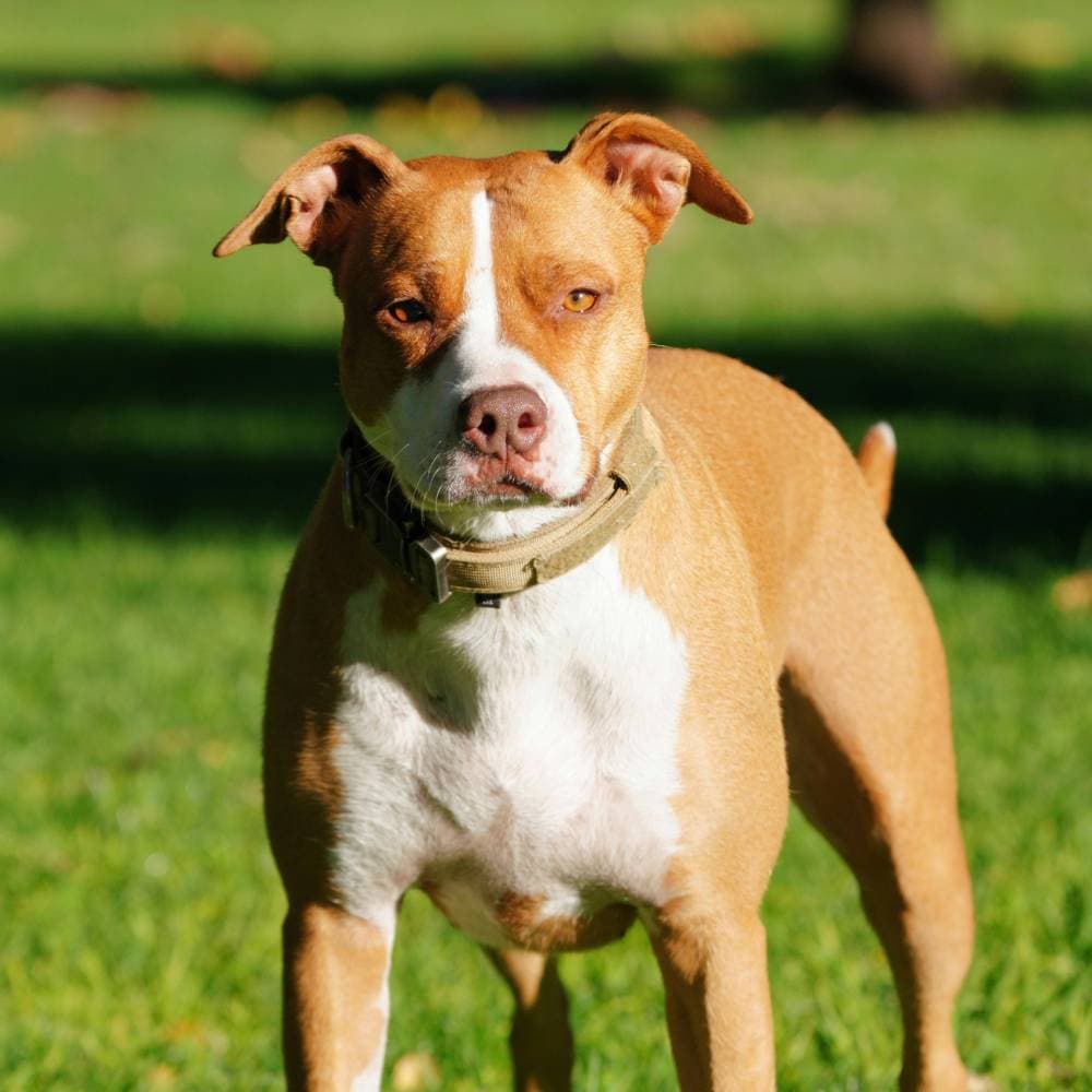 American Staffordshire Terrier