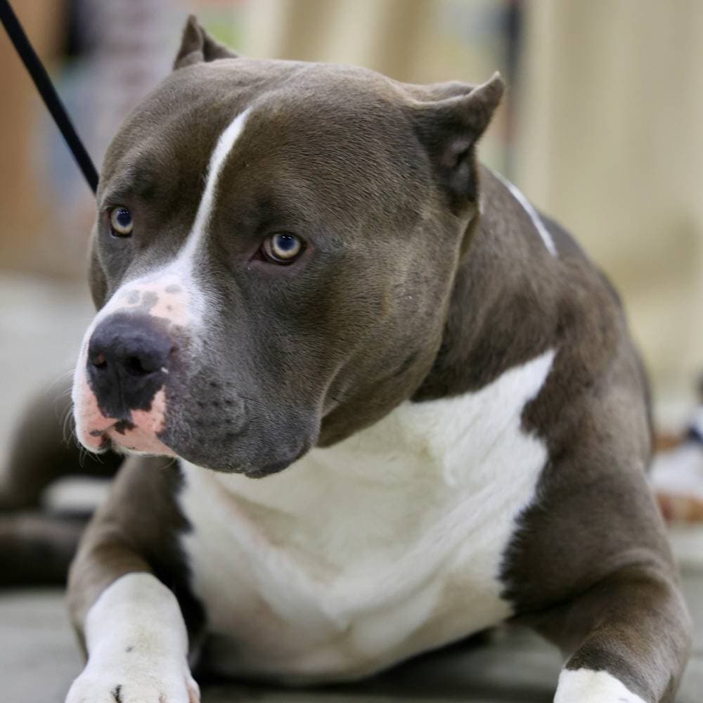 Pit Bull Terrier
