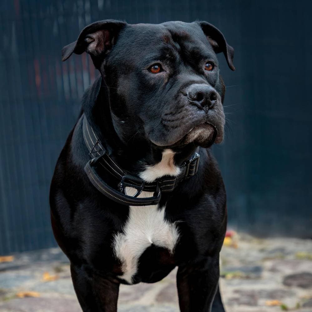 Staffordshire Bull Terrier